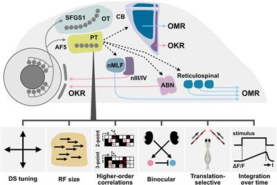 Circuit Organization Underlying Optic Flow Processing in Zebrafish